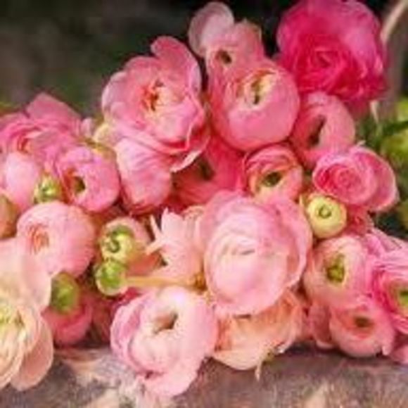 Meet your Posher, Nancy - Picture 1 of 1